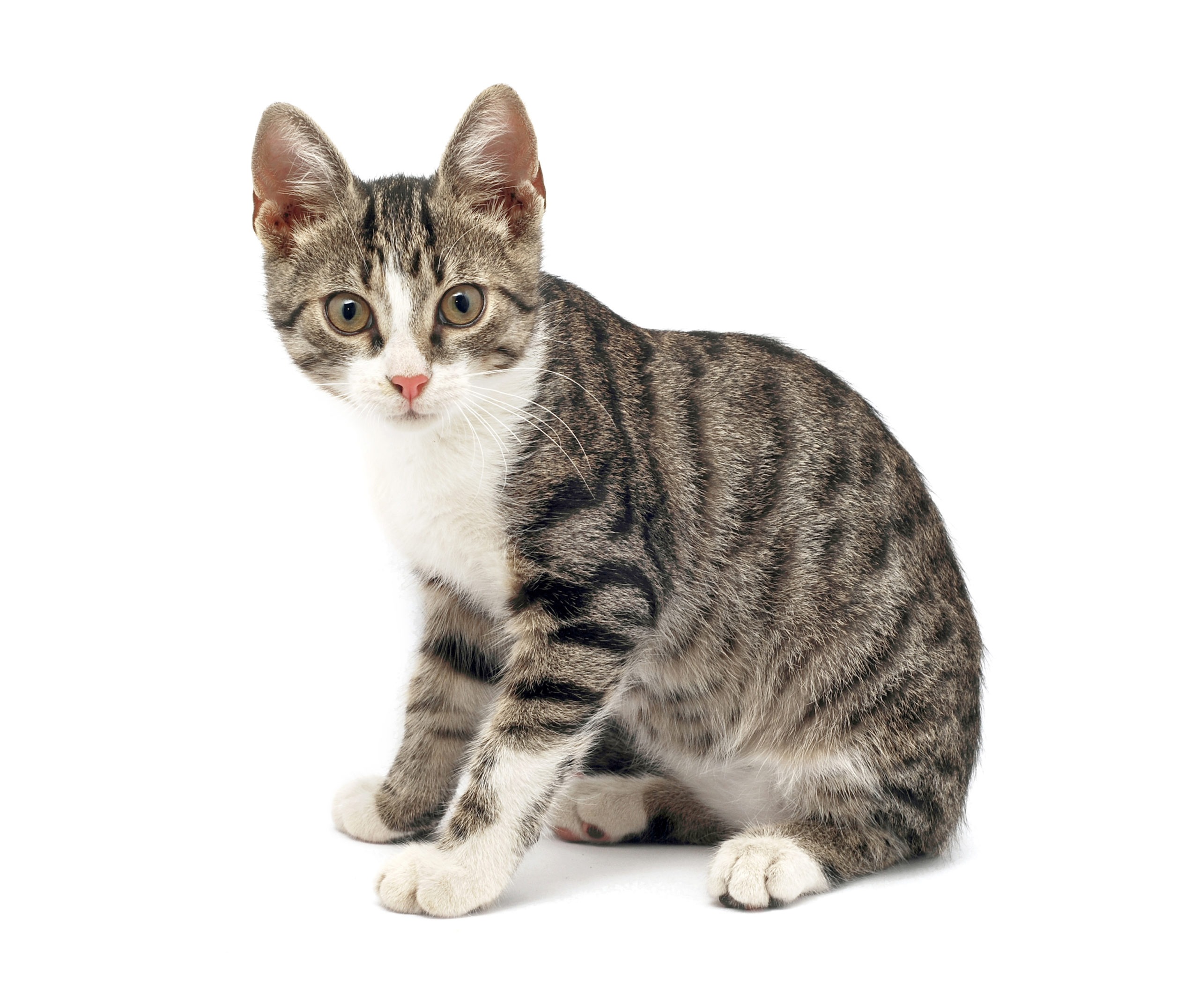 american wirehair