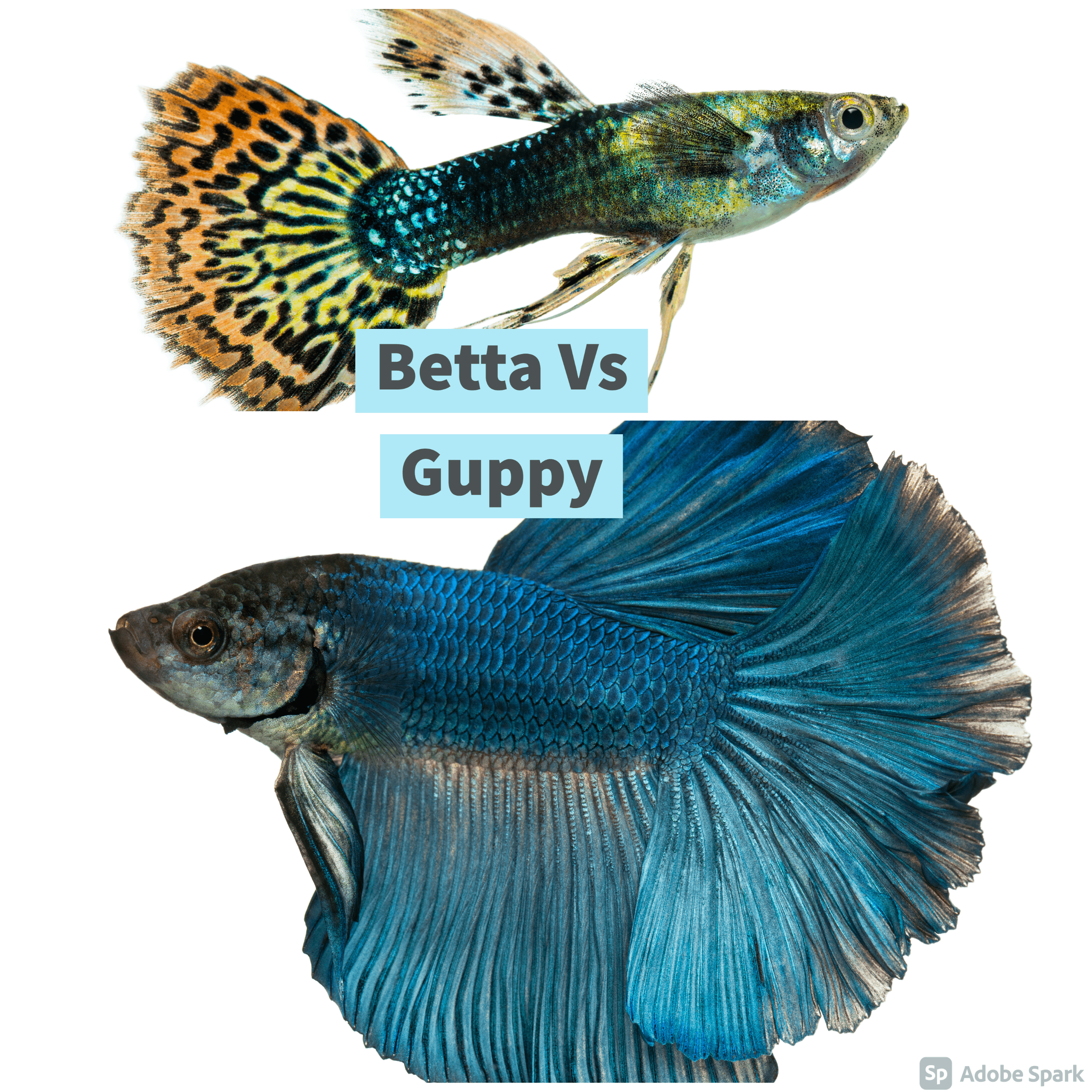 female betta and guppies