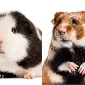 guinea pig vs hamster
