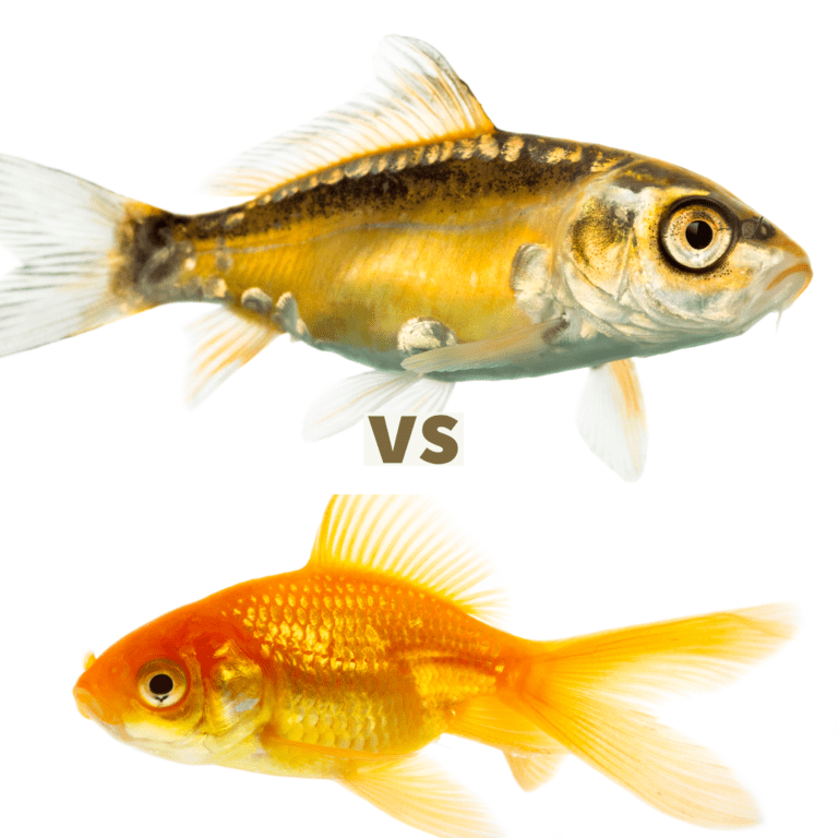 koi-vs-goldfish-the-ideal-fish-for-your-aquarium