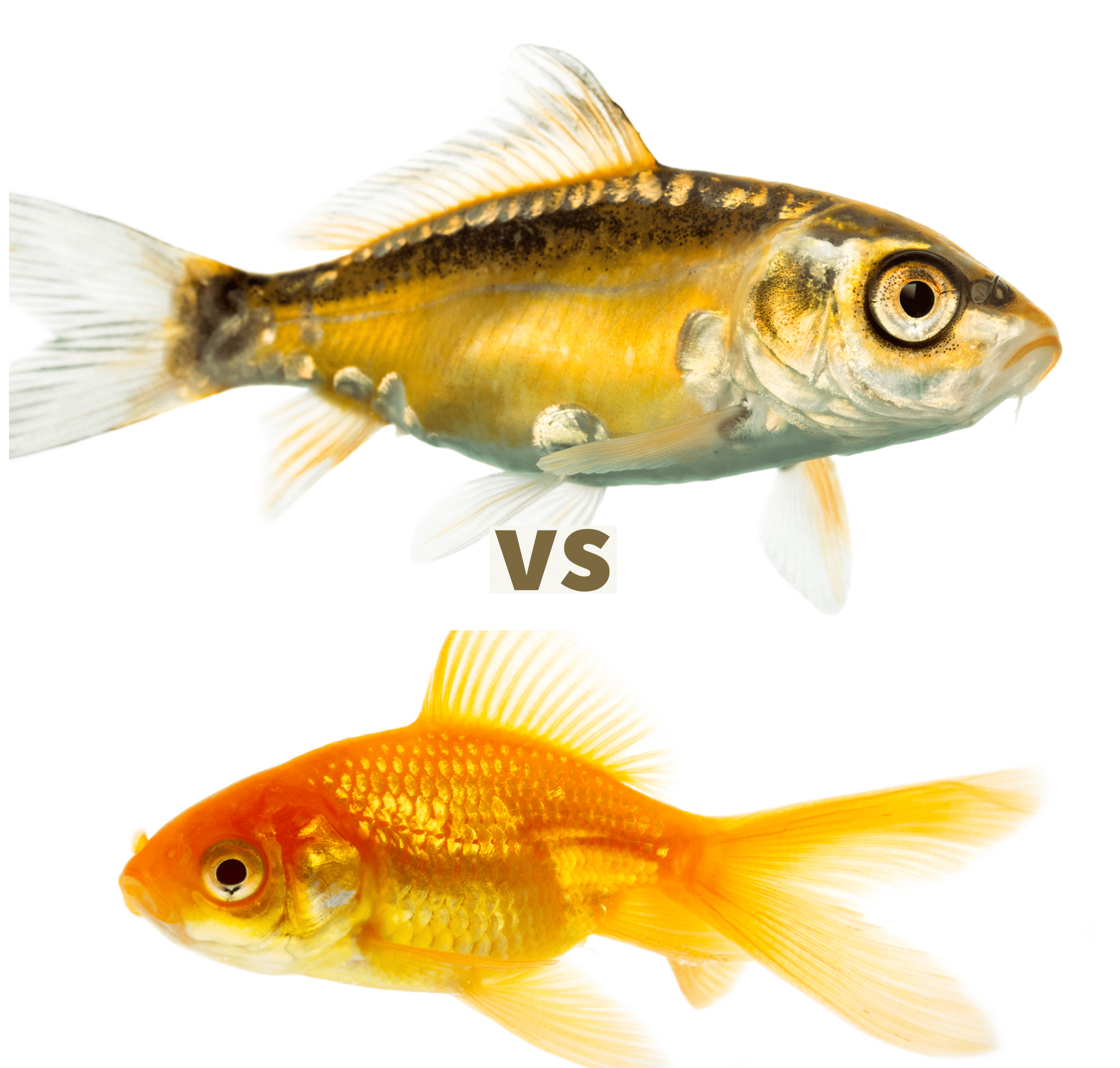 koi vs goldfish