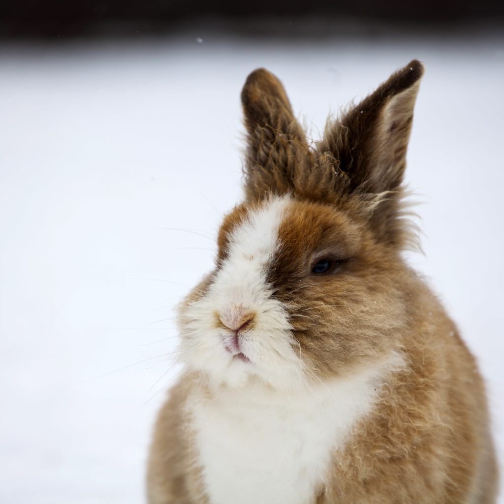 rabbit vs bunny vs hare