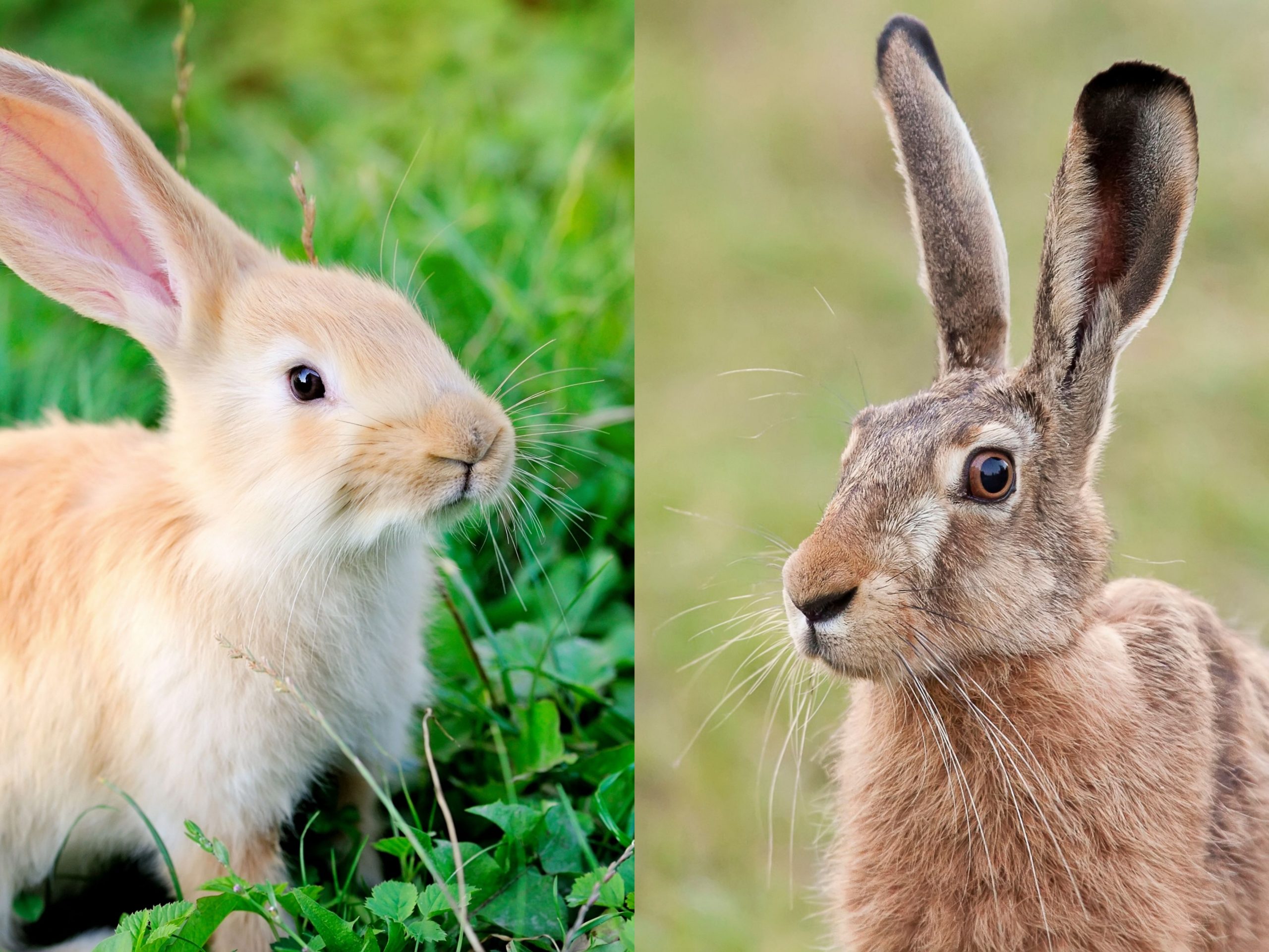 rabbit vs hare