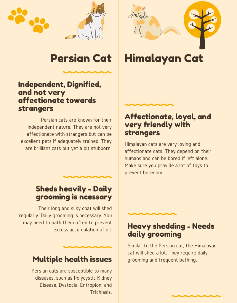 Persian cat vs himalayan cat