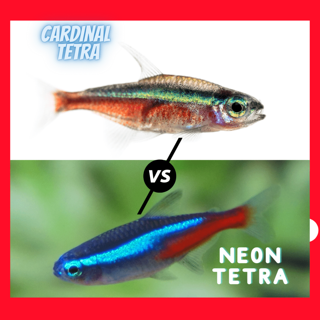 Cardinal Tetra Vs Neon Tetra: Which One Is The Crown Jewel Of Your 