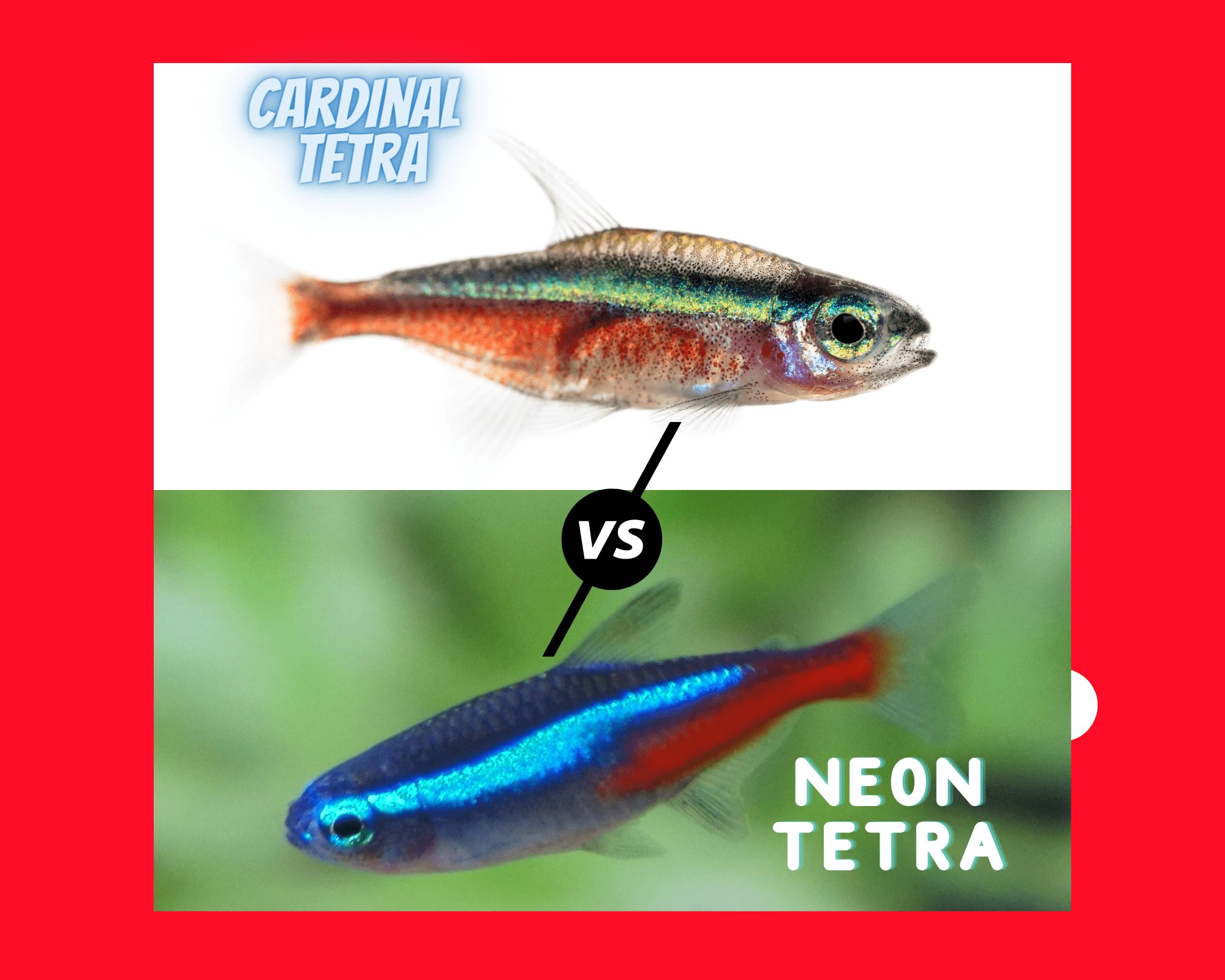 Cardinal Tetra vs Neon Tetra